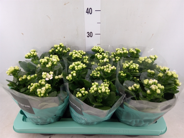 <h4>Kalanchoe blos. 'Skydive'</h4>