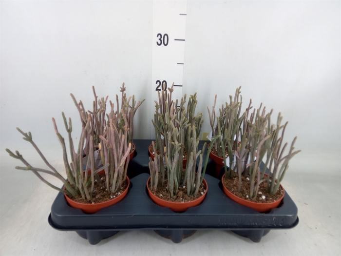 <h4>Crassula   ...</h4>