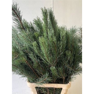 Pinus Alaska 130cm