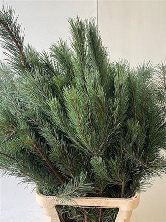 Pinus Alaska 130cm