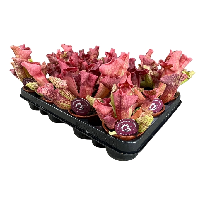 <h4>Sarracenia Ewelina</h4>