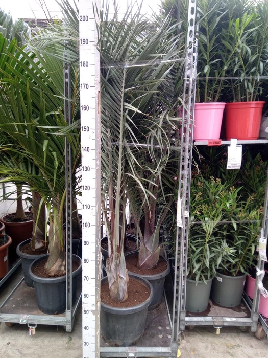 <h4>Dypsis decaryi</h4>
