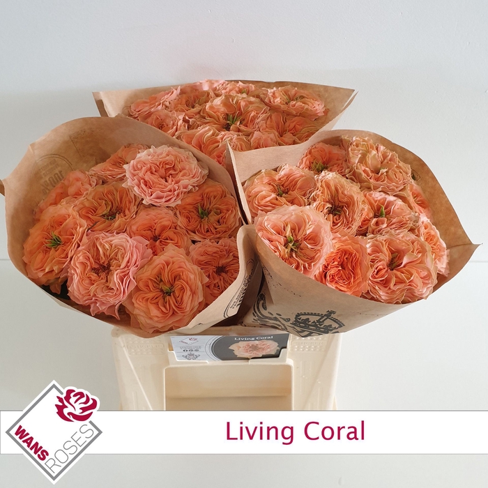 <h4>Rs gr Living Coral</h4>