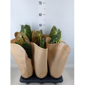 Philodendron melanochrysum