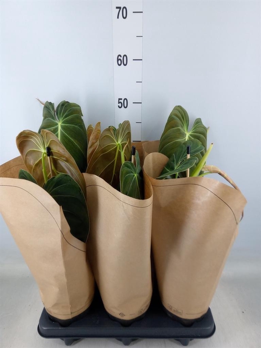 <h4>Philodendron melanochrysum</h4>