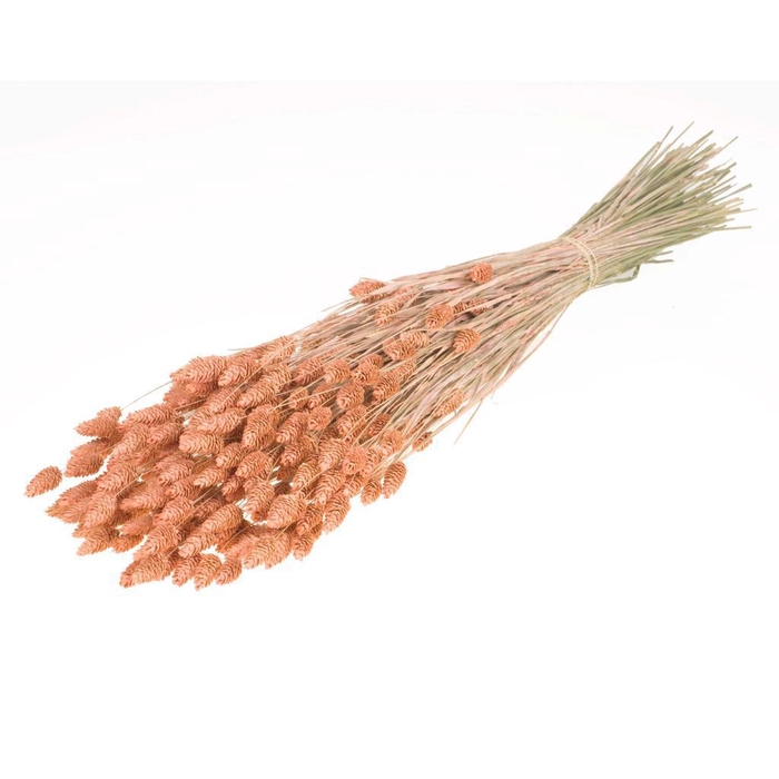 <h4>Phalaris Coral Misty</h4>