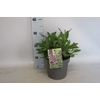 vaste planten 19 cm  Verbena bonariensis Violet Blue