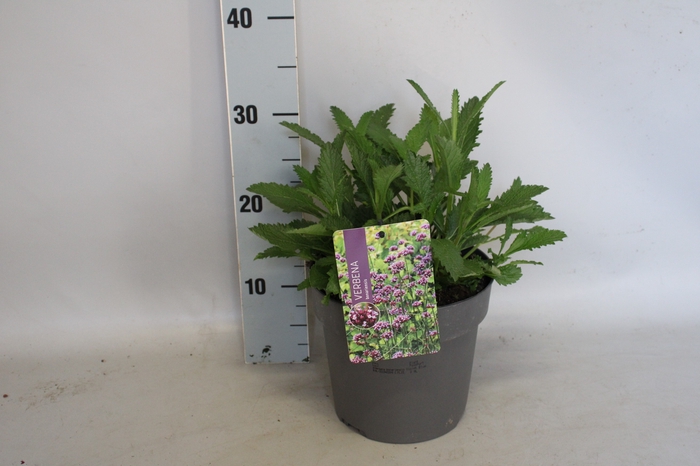 vaste planten 19 cm  Verbena bonariensis Violet Blue