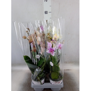 Phalaenopsis   ...mix