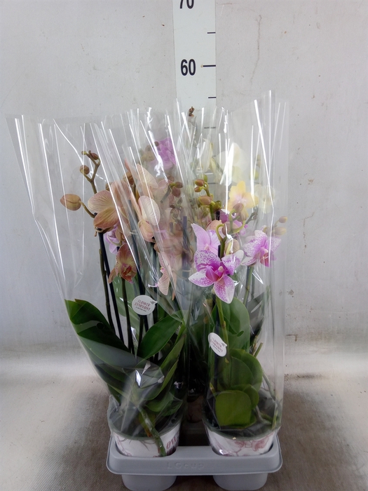 <h4>Phalaenopsis   ...mix</h4>