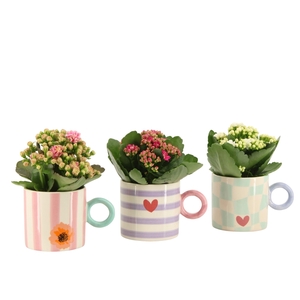 2501174: Solutionss Lovess Kalanchoe