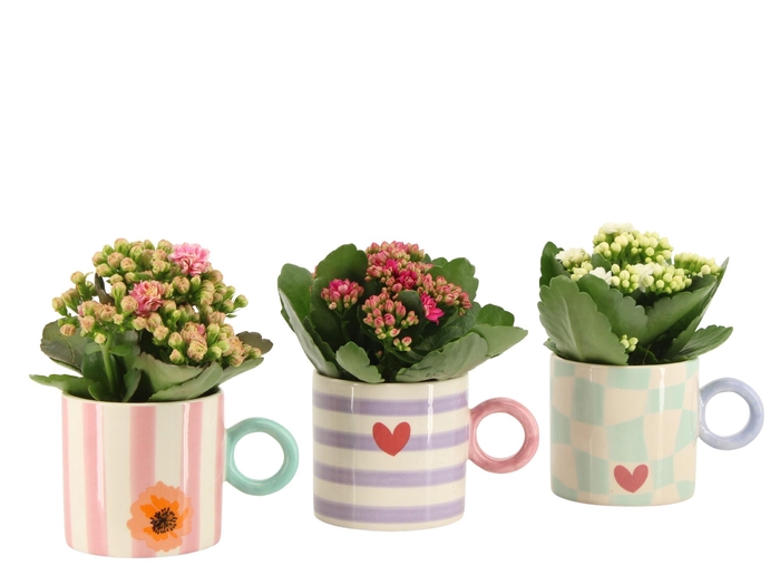 <h4>2501174: Solutionss Lovess</h4>