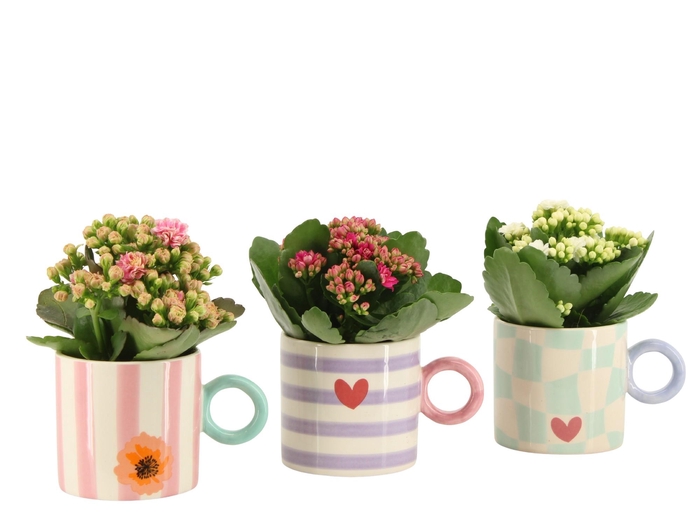 <h4>2501174: Solutionss Lovess Kalanchoe</h4>