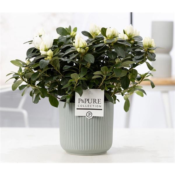 <h4>1st class Azalea white in P&PURE Sophie ceramics green</h4>