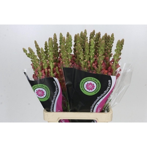 ANTIR POTOMAC DARK ORANGE ANTIRRHIN