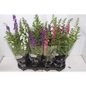 ANGELONIA P14 VARIADO