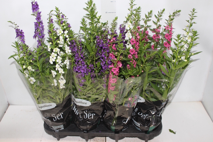 <h4>ANGELONIA P14 VARIADO</h4>