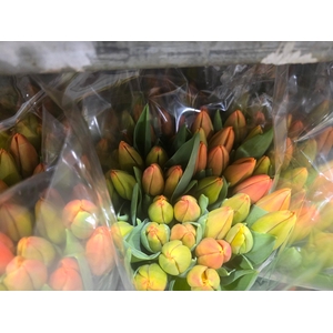 Tulpes Oranzines LT