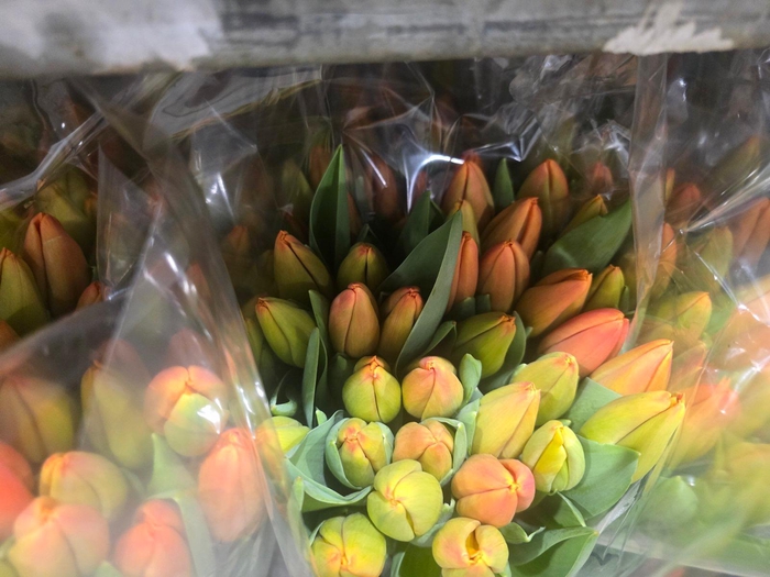 <h4>Tulpes Oranzines LT</h4>