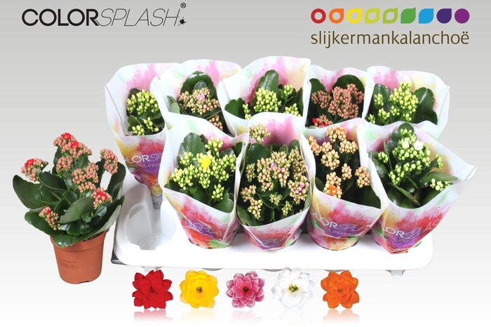 <h4>KAL GE GEM 5 KL</h4>