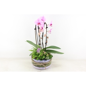 arr2 PL - Bose XL touw phal. lila