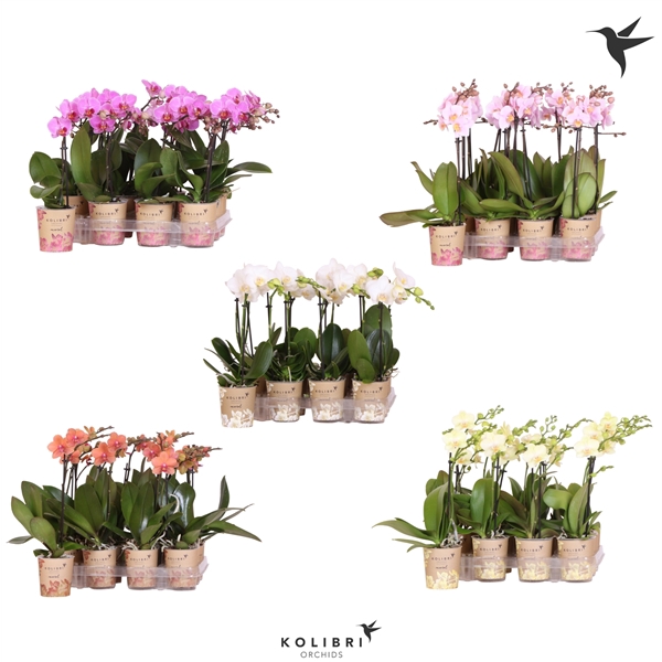 <h4>Kolibri Orchids Phalaenopsis Diverse 1 spike</h4>