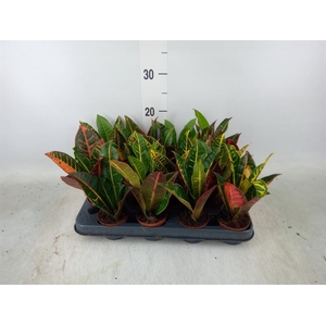 Codiaeum var. GR 'Petra'