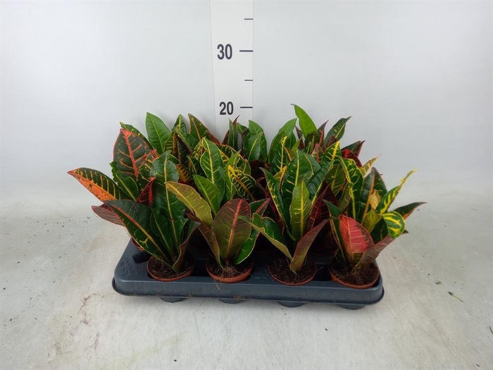 <h4>Codiaeum var. GR 'Petra'</h4>