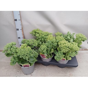 SEDUM TELEPHIUM