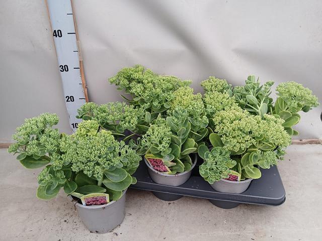 <h4>SEDUM TELEPHIUM</h4>