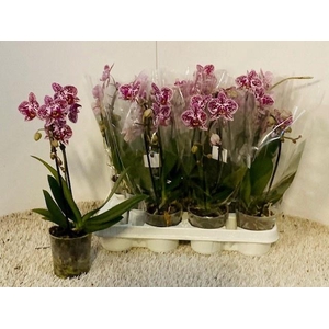 PHAL OV