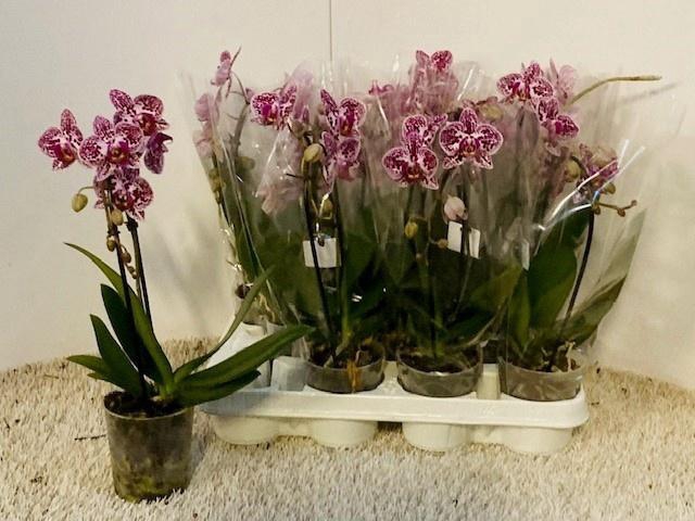 <h4>PHAL OV</h4>