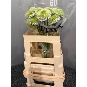 Ge Mi Bolero Viri Bianco