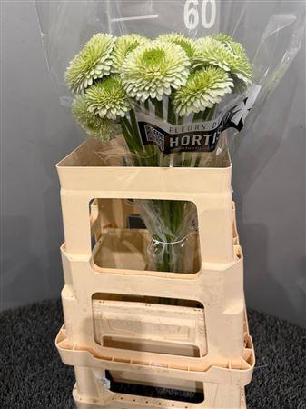 Ge Mi Bolero Viri Bianco