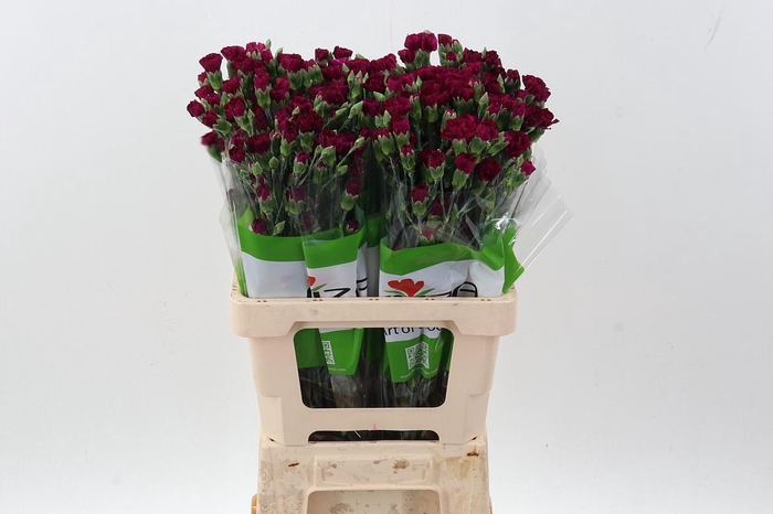 <h4>Di Tr Epsilon x20</h4>