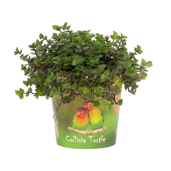 <h4>Callisia Turtle 12cm - Beker Pet Candy Vogel</h4>