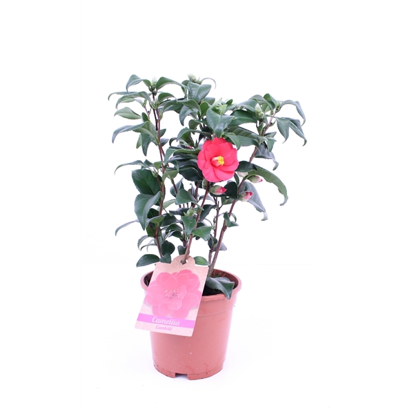 <h4>Camellia Japonica P17 15+ Knop</h4>