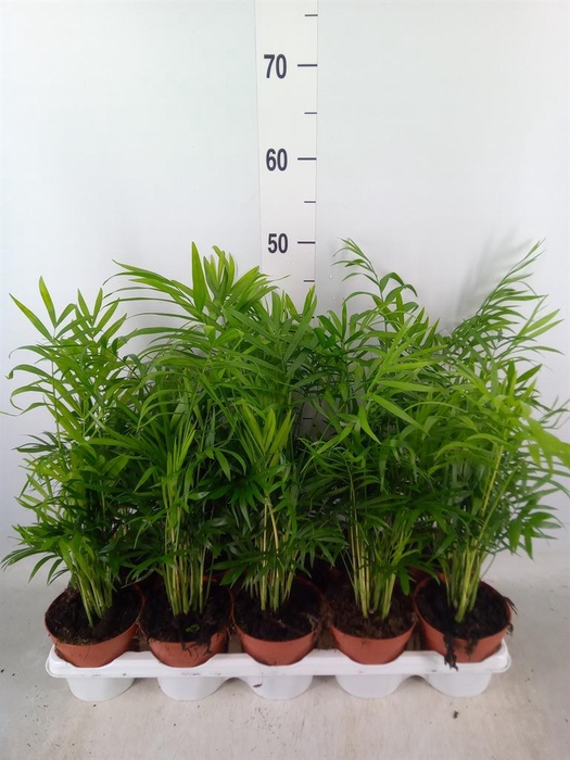 <h4>Chamaedorea elegans</h4>