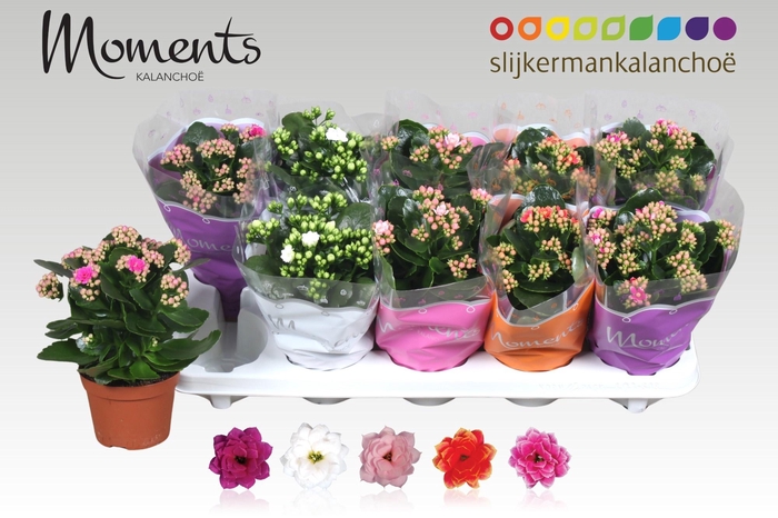 <h4>KAL GE GEM 5 KL</h4>