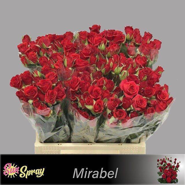 <h4>Rosa spray mirabel</h4>