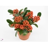 Skimmia jap. 'Temptation'