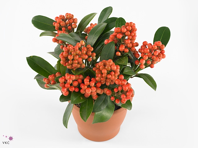 Skimmia jap. 'Temptation'