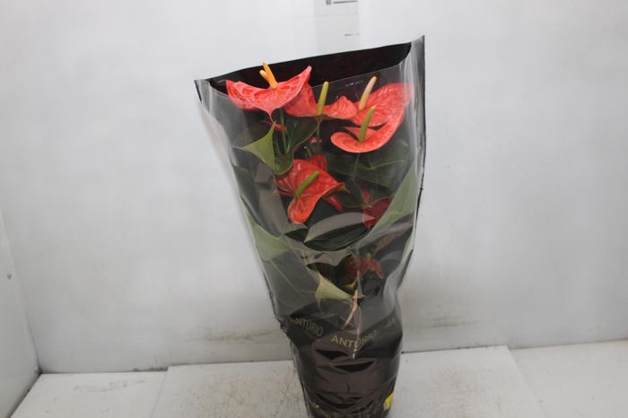 <h4>ANTHURIUM ATLAS P17 PREMIUM</h4>