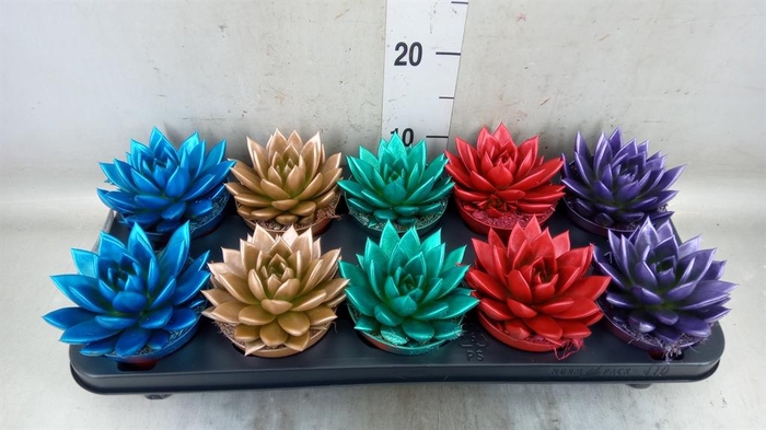 <h4>Echeveria  'Miranda'</h4>