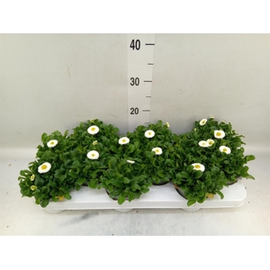 Bellis perennis 'Rusher White'