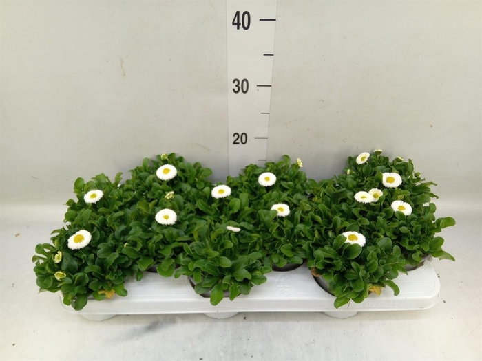 <h4>Bellis perennis 'Rusher White'</h4>