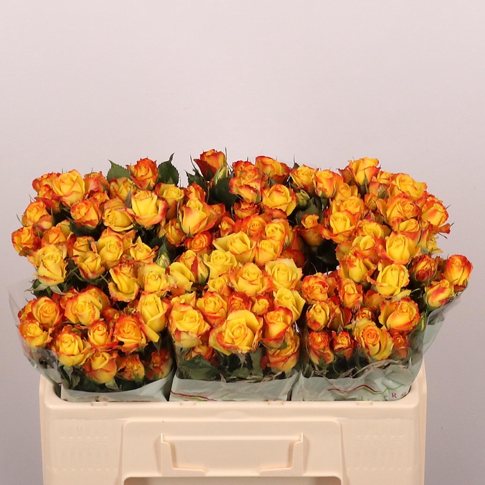 <h4>R TR EYELINER</h4>