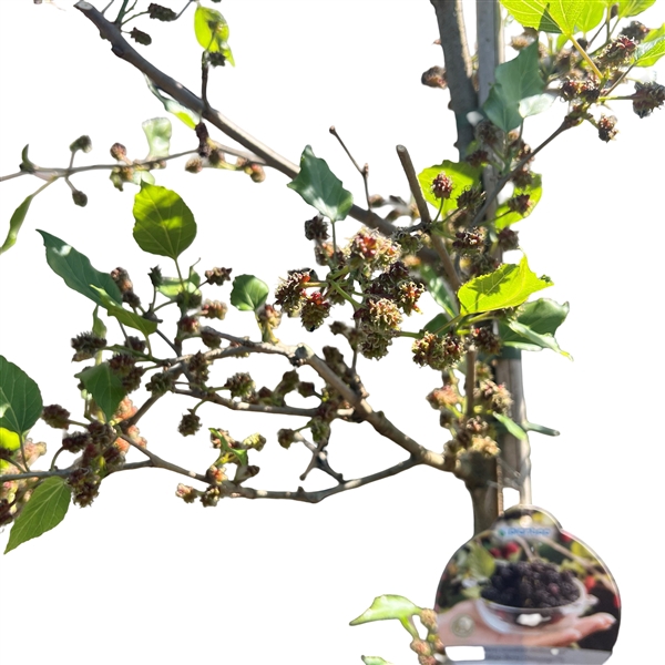<h4>Morus rotundiloba 'Mojo Berry' 175-200 geveerd C10</h4>