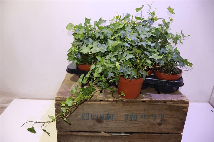 <h4>Hed He Pittsburgh</h4>