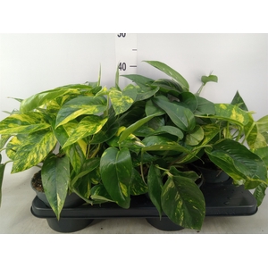 Epipremnum   ...